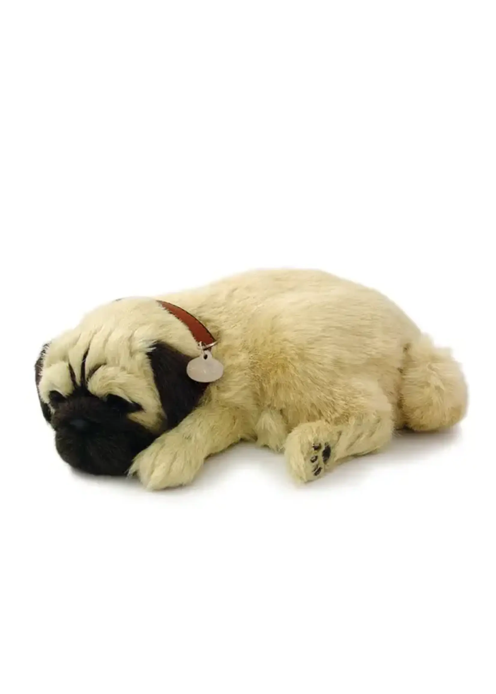 PERFECT PETZZZ PERFECT PETZ PUG