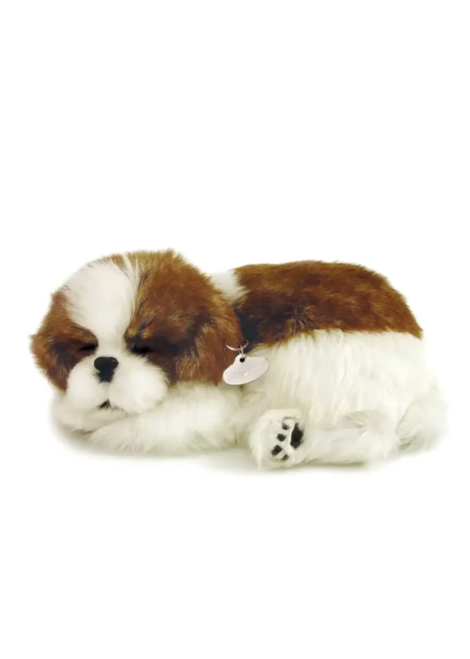 PERFECT PETZZZ PERFECT PETZ SHIH TZU