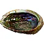 Green Abalone Smudge Sage Shell - Large (5-6")