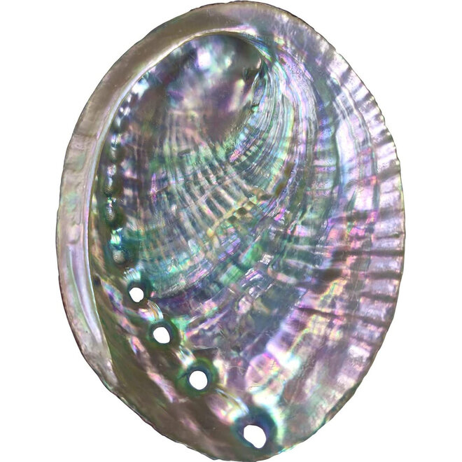Light Polished Abalone Smudge/Sage Shell- 4-6''