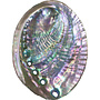 Light Polished Abalone Smudge/Sage Shell- 4-6''