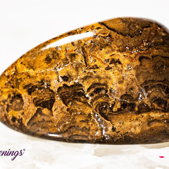 Stromatolite (Dark) Plum Jasper - Tumbled