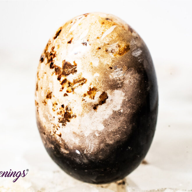 Palm Root Fossil - Tumbled