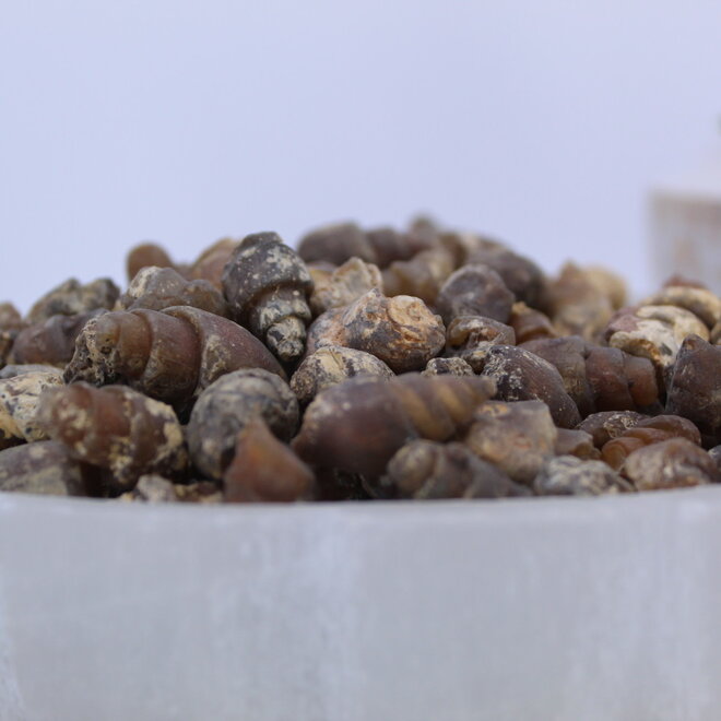 Carnelian Fossil Shells-Small Rough Raw Natural