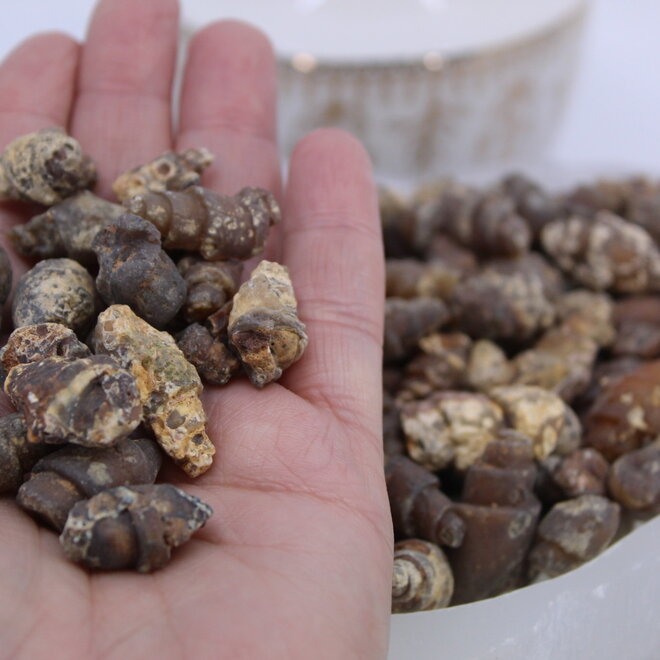 Carnelian Fossil Shells-Small Rough Raw Natural