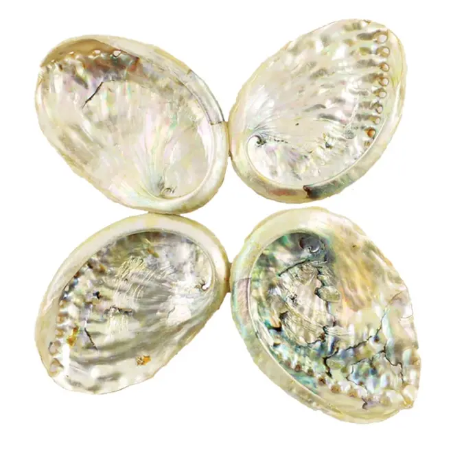 Abalone Smudge/Sage Shell-Small 2-3"