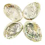 Abalone Smudge/Sage Shell-Small 2-3"