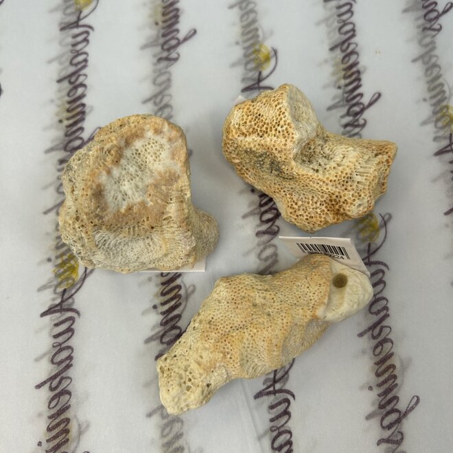 Natural Coral Fossil Chunk - Small