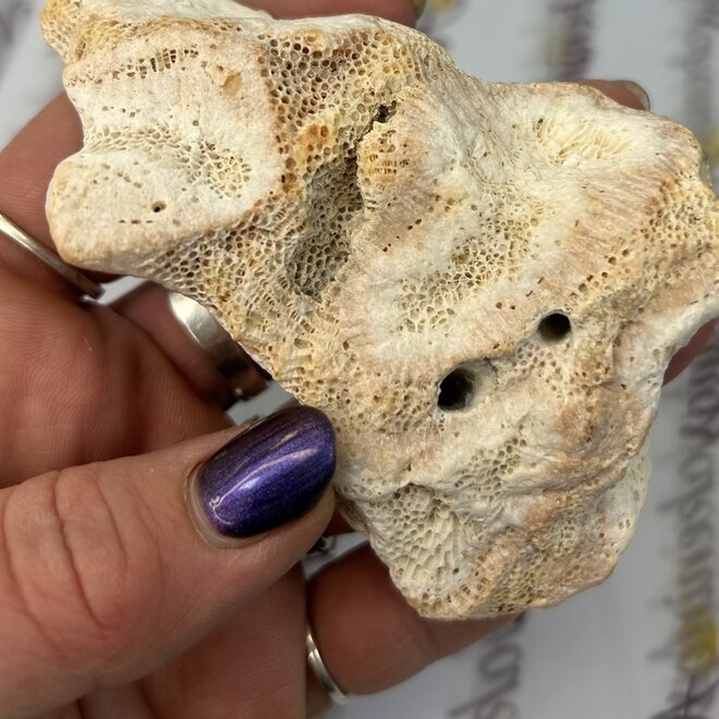 Natural Coral Fossil Chunk - Medium