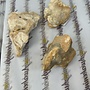 Natural Coral Fossil Chunk - Medium