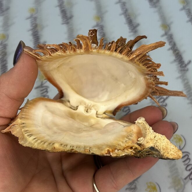 Spondylus Shell Pair