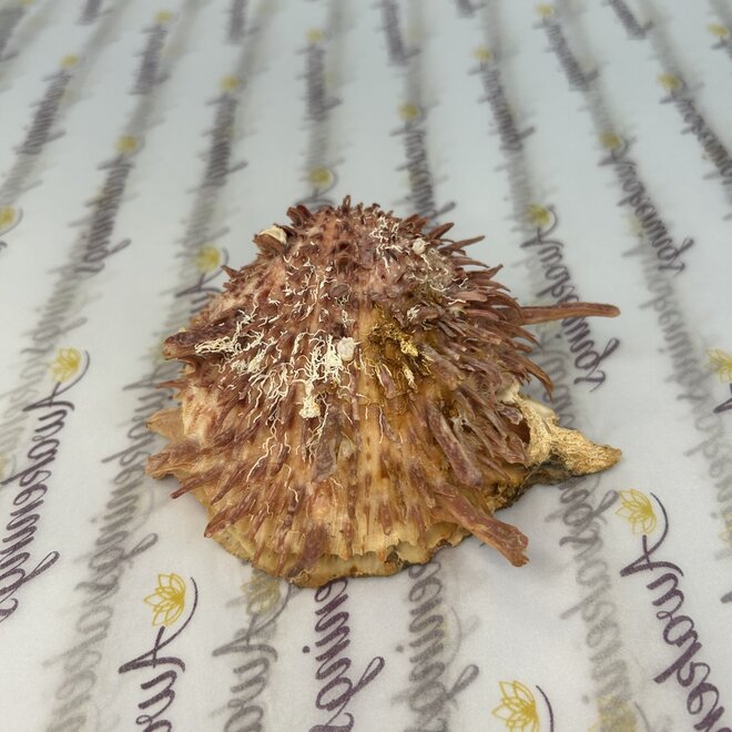 Spondylus Shell Pair