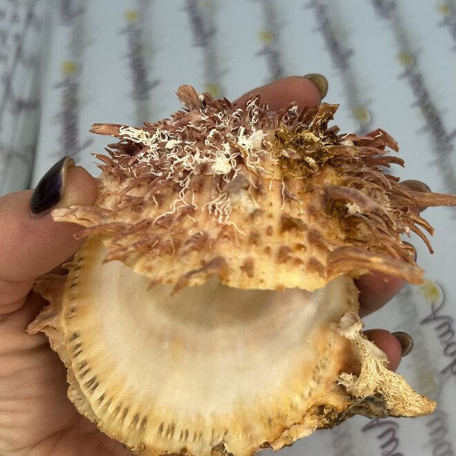 Spondylus Shell Pair