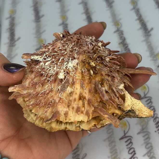 Spondylus Shell Pair