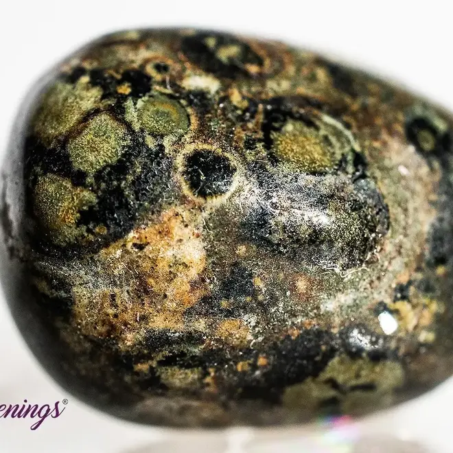 Crocodile (Kambaba) Jasper (Green Stromatolite) - Tumbled