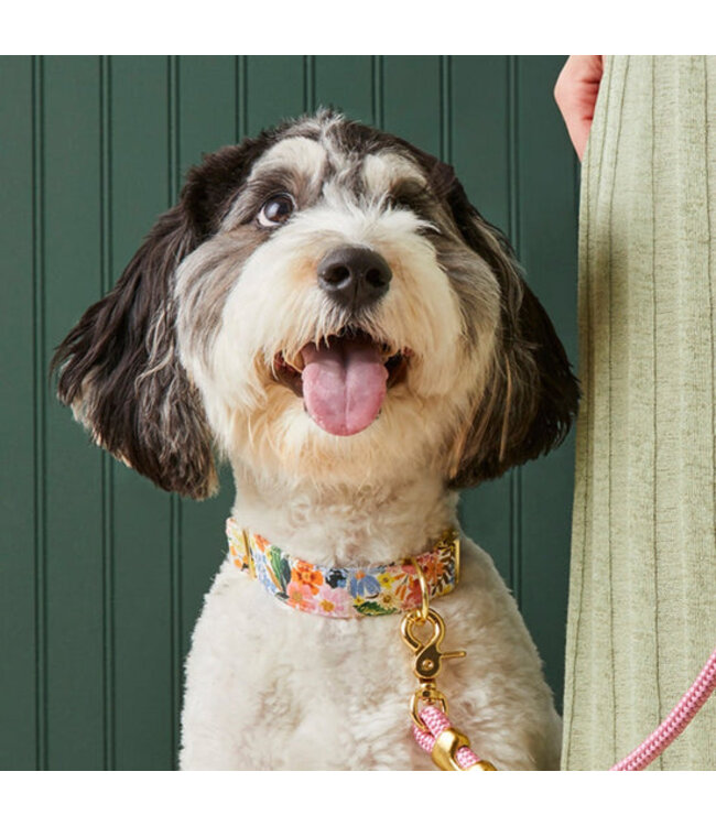 The Foggy Dog Dog Collar