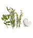 RSVP Heart Herb Stripper