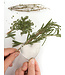 RSVP Heart Herb Stripper