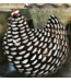 Les Ceramiques De Lussan Speckled Hen - MEDIUM