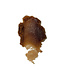 Sara Happ Brown Sugar Lip Scrub