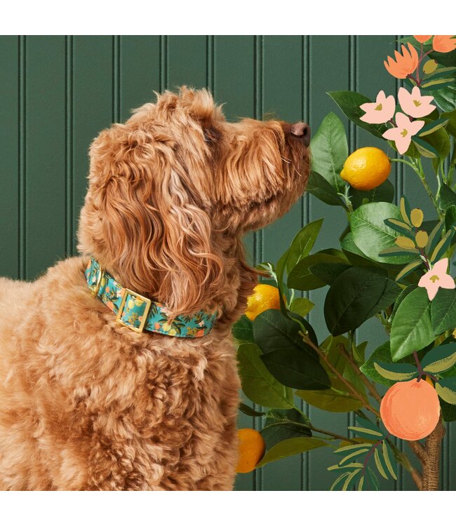 The Foggy Dog Dog Collars