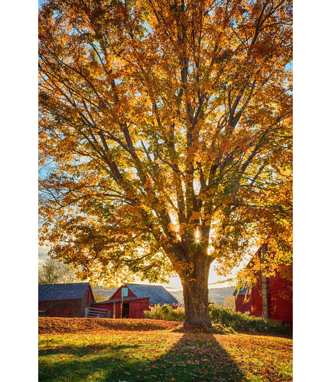 John Geery Prints - Barns (12x16)