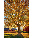 John Geery Prints - Barns (12x16)
