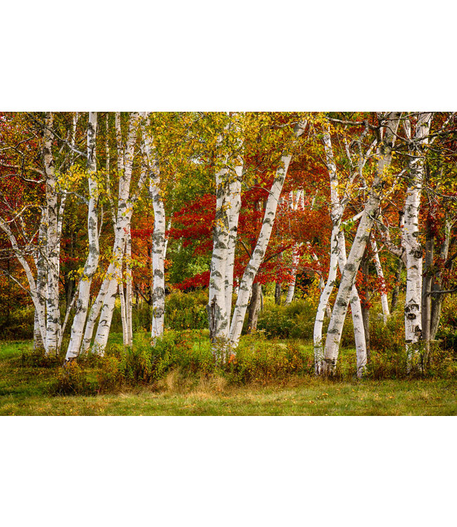 John Geery Prints - Foliage (12x16)