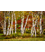 John Geery Prints - Foliage (12x16)