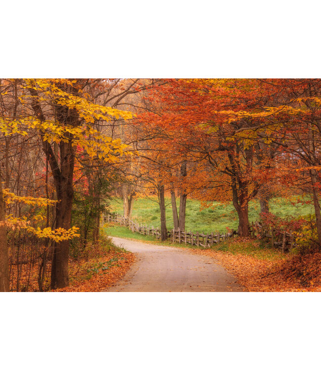John Geery Prints - Foliage (12x16)