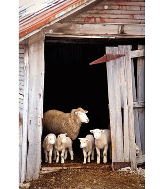 John Geery Prints - Sheep