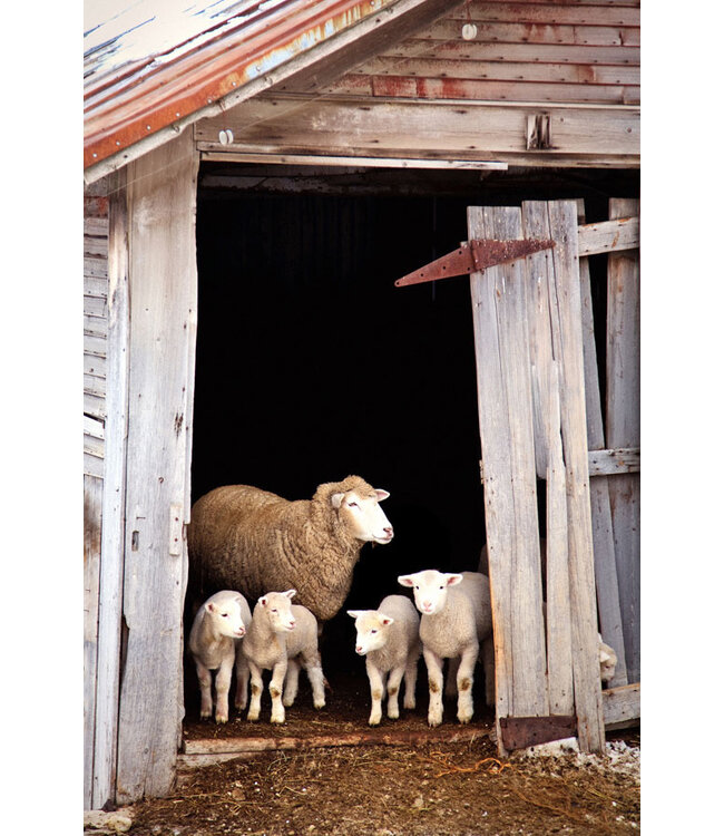 John Geery Prints - Sheep (12x16)