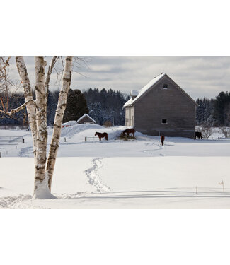 John Geery Prints - Horses