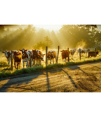 John Geery Prints - Cows
