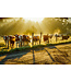John Geery Prints - Cows (12x16)