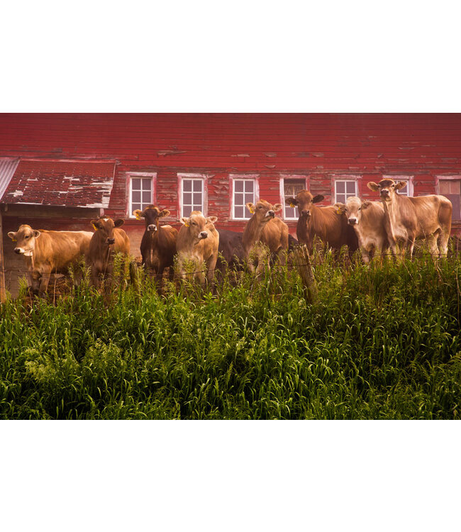 John Geery Prints - Cows (12x16)