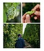 The Book of Hops