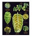 The Book of Hops