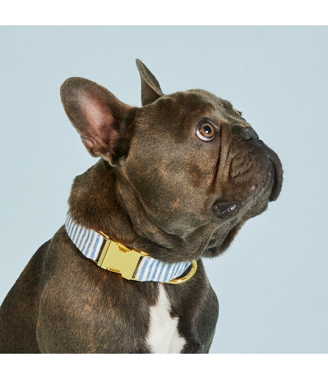 The Foggy Dog Summer Dog Collars