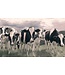 Holstein Cows Pt. 2 - Horizontal
