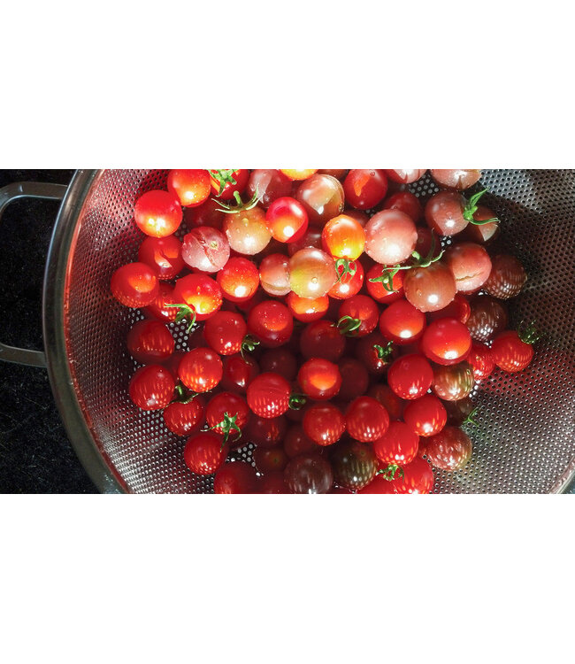 RSVP Endurance® Precision Pierced Colander - 5Qt