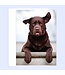 Complain Happy Birthday Greeting