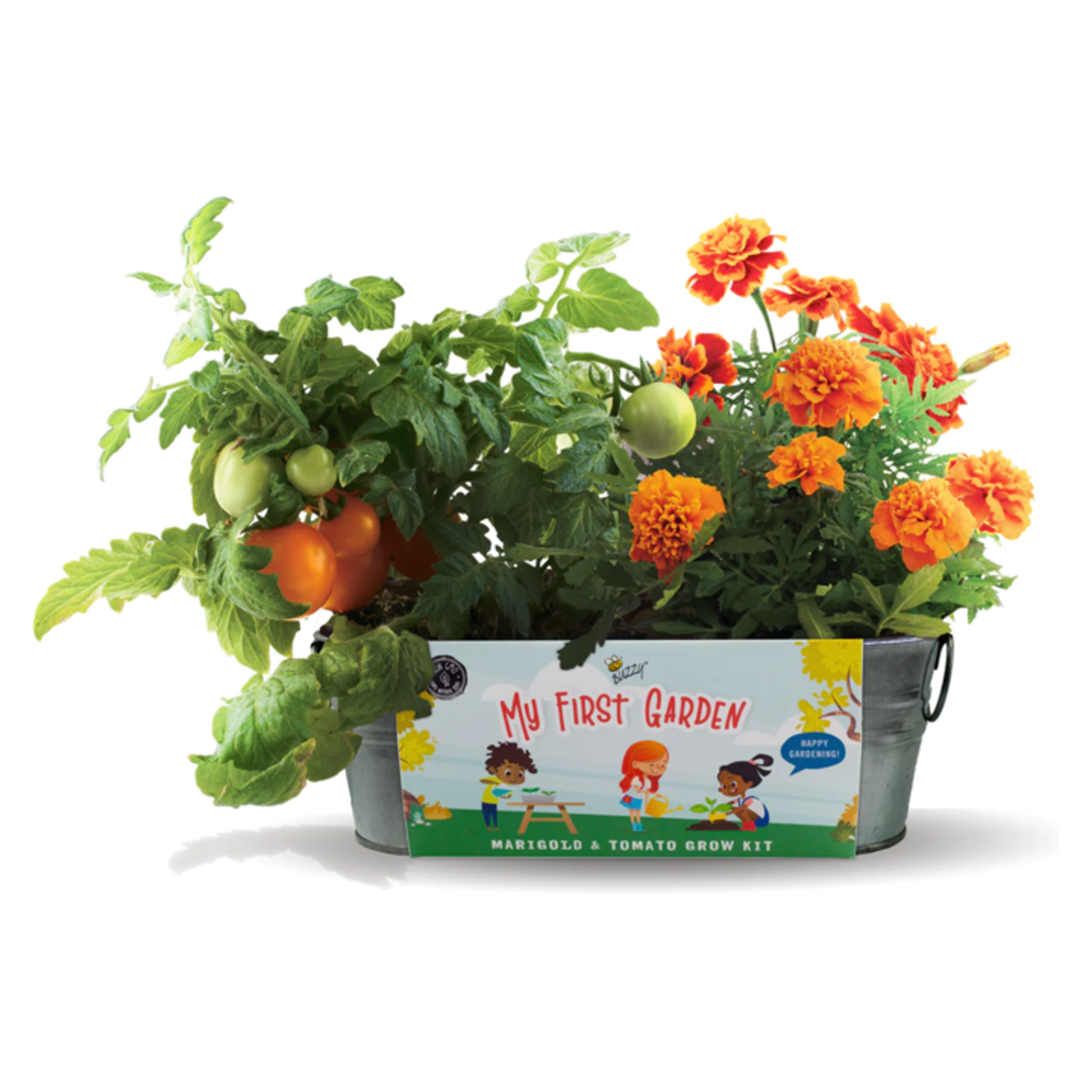 Buzzy Seeds My First Garden Painted Windowsill Grow Kit - Marigold & Tomato
