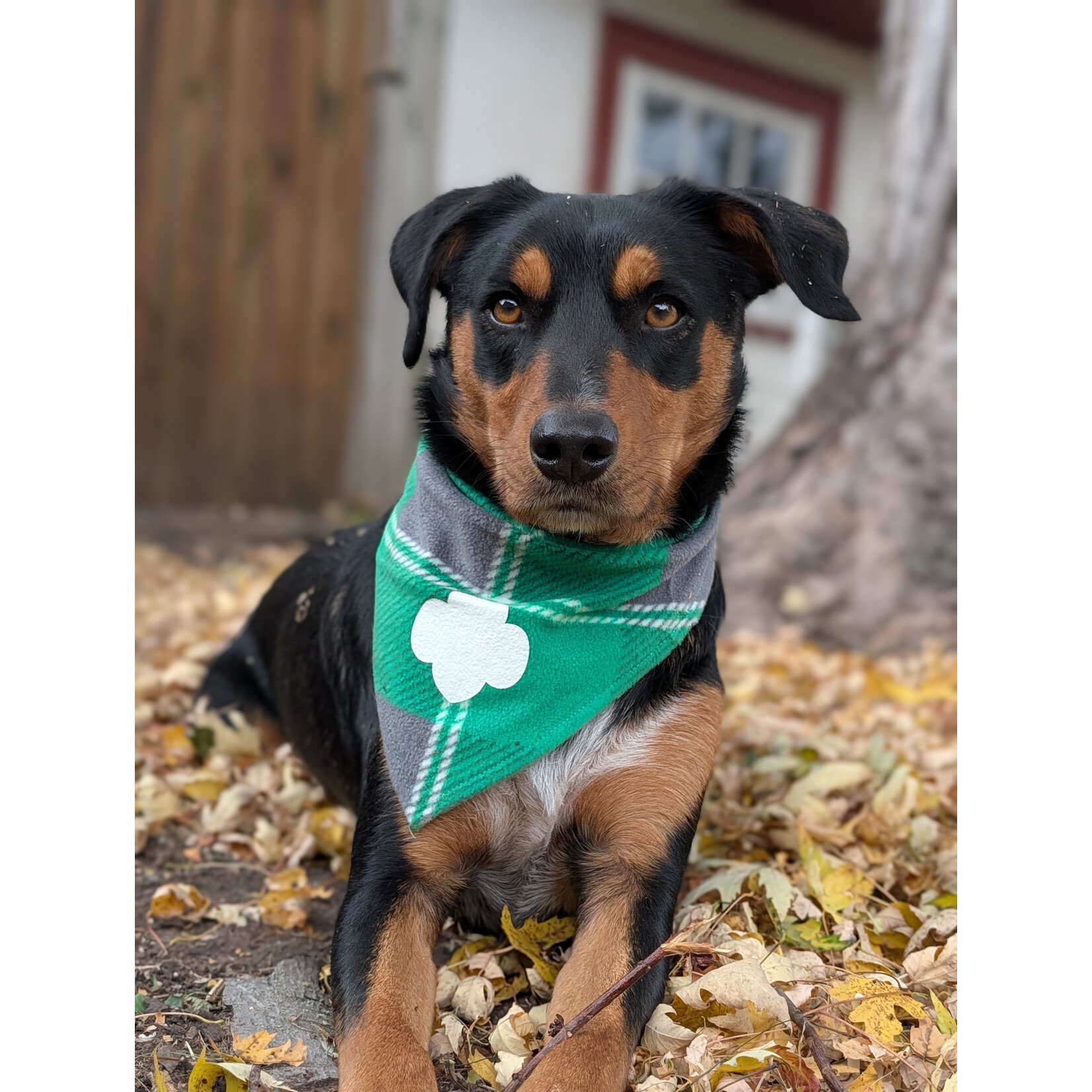 Girl Scout Merchandise Classic Pet Bandana