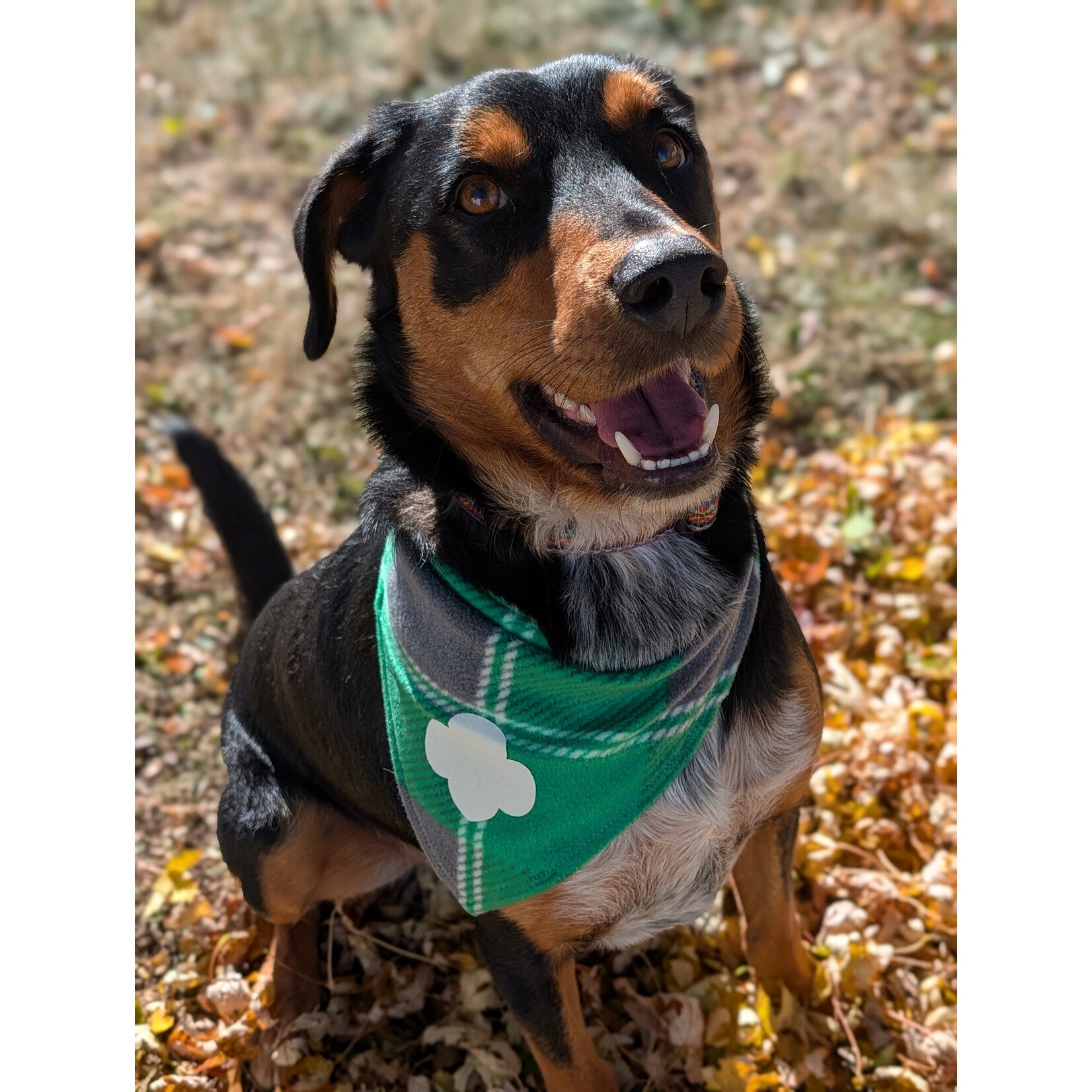 Girl Scout Merchandise Classic Pet Bandana