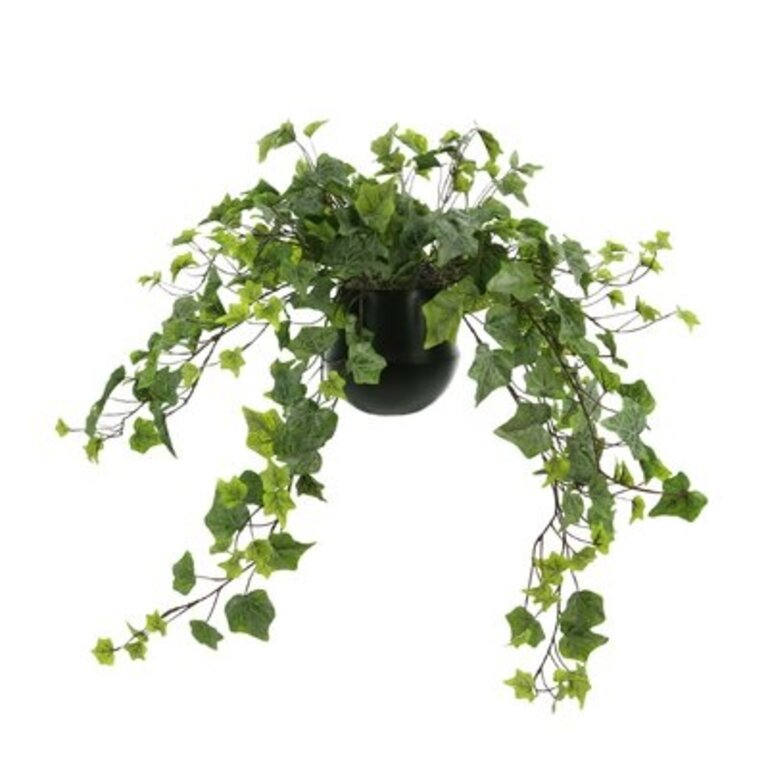 Realistic Trailing Ivy Plant Wayfair Outlet Greensboro, NC