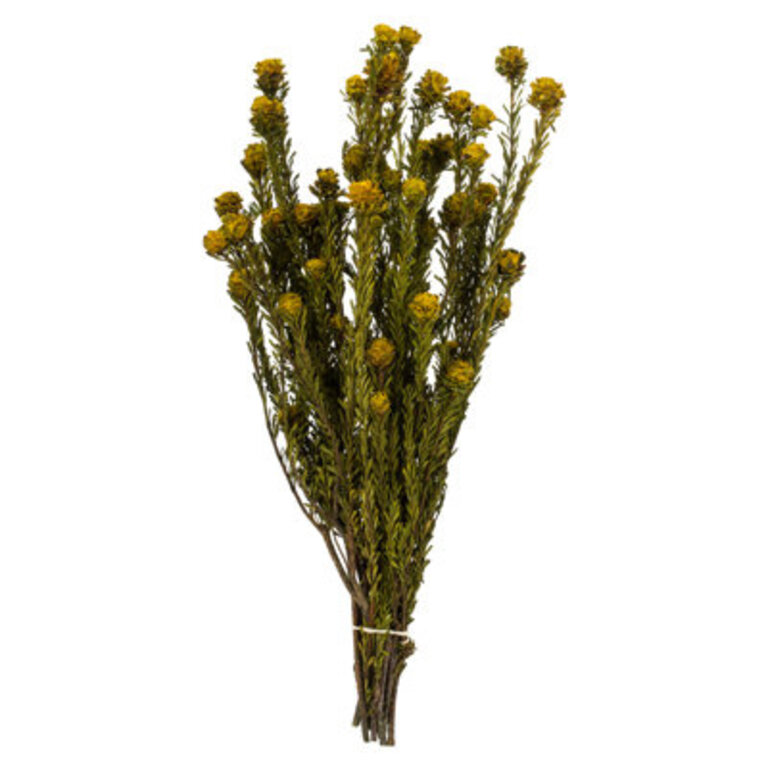 All Natural Tortum Bundle, Prese 12" Tortum Bundle, Preserved Flowers/Leaves Color: Yellow