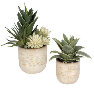 Primrue Seaside Succulents, Set Of 2