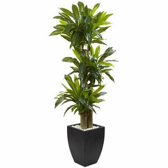 Corn Stalk Dracaena Floor Foliage Plant in Rectangular Planter