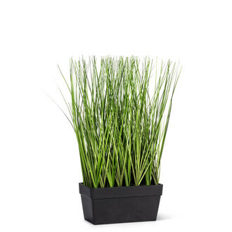 Long Grass In Rectangle Pot Plant
